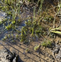 Chara sp. (genus) (A charophyte green algae) at Aranda Bushland - 29 Sep 2023 by lbradley