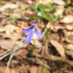 Lobelia rhombifolia (Tufted Lobelia) at Paulls Valley, WA - 12 Sep 2023 by HelenCross