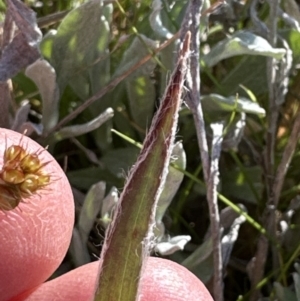 Luzula densiflora at Yarralumla, ACT - 29 Sep 2023