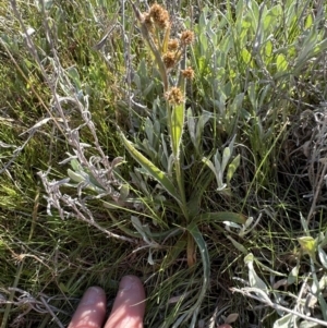 Luzula densiflora at Yarralumla, ACT - 29 Sep 2023