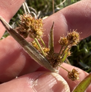 Luzula densiflora at Yarralumla, ACT - 29 Sep 2023