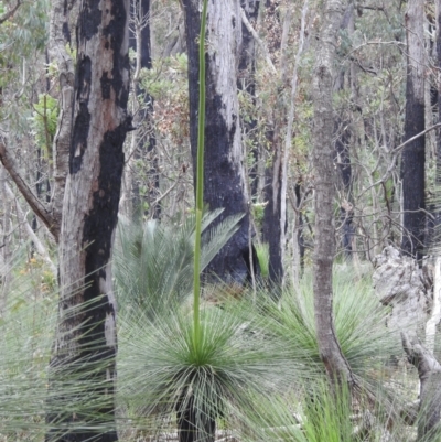 Xanthorrhoea preissii (Balga) at Paulls Valley, WA - 12 Sep 2023 by HelenCross