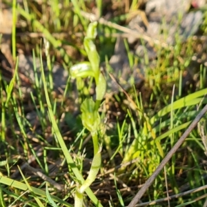 Hymenochilus sp. at Jerrabomberra, ACT - 29 Sep 2023