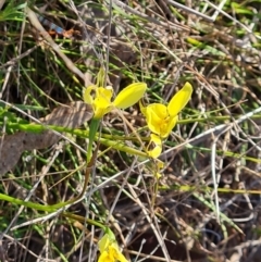 Diuris chryseopsis (Golden Moth) at Isaacs Ridge - 29 Sep 2023 by Mike