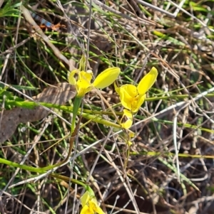 Diuris chryseopsis at Jerrabomberra, ACT - suppressed