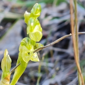 Hymenochilus cycnocephalus at Jerrabomberra, ACT - 29 Sep 2023