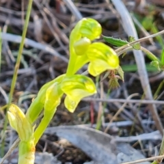 Hymenochilus cycnocephalus at Jerrabomberra, ACT - 29 Sep 2023