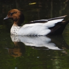 Chenonetta jubata (Australian Wood Duck) at Victoria Point, QLD - 29 Sep 2023 by PJH123