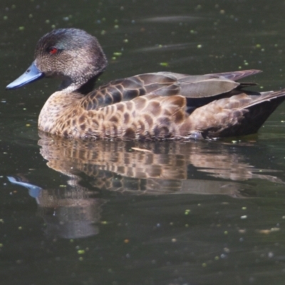 Anas castanea (Chestnut Teal) at Victoria Point, QLD - 29 Sep 2023 by PJH123
