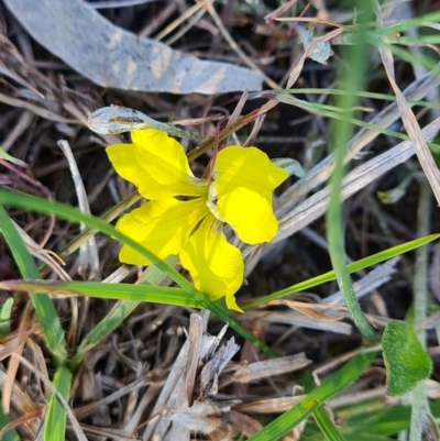 Goodenia hederacea subsp. hederacea (Ivy Goodenia, Forest Goodenia) at Jerrabomberra, ACT - 29 Sep 2023 by Mike