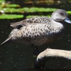 Anas gracilis (Grey Teal) at Victoria Point, QLD - 29 Sep 2023 by PJH123