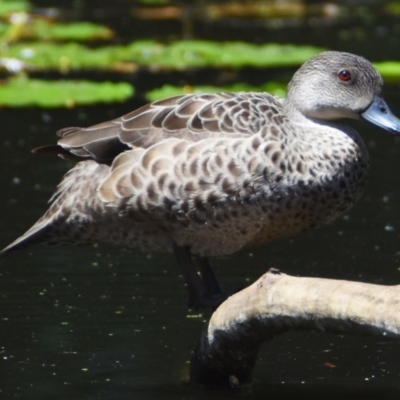 Anas gracilis (Grey Teal) at Victoria Point, QLD - 29 Sep 2023 by PJH123