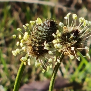 Plantago lanceolata at Jerrabomberra, ACT - 29 Sep 2023 03:29 PM