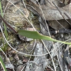 Caladenia moschata (Musky Caps) at Aranda Bushland - 29 Sep 2023 by lbradley