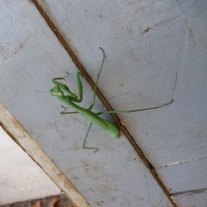 Pseudomantis albofimbriata at Charleys Forest, NSW - 21 Apr 2011