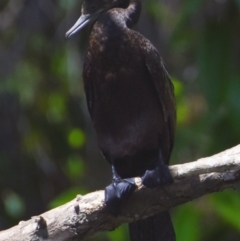 Phalacrocorax sulcirostris (Little Black Cormorant) at Victoria Point, QLD - 29 Sep 2023 by PJH123
