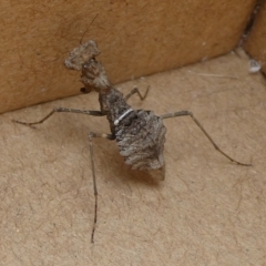 Paraoxypilus tasmaniensis (Black bark mantis or Boxing mantis) at Charleys Forest, NSW - 5 Apr 2021 by arjay