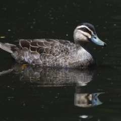 Anas superciliosa (Pacific Black Duck) at Victoria Point, QLD - 29 Sep 2023 by PJH123