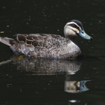 Anas superciliosa (Pacific Black Duck) at Victoria Point, QLD - 29 Sep 2023 by PJH123