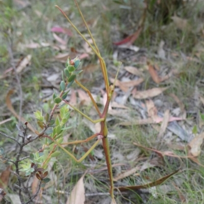 Acrophylla titan (Titan Stick Insect) at Charleys Forest, NSW - 16 Jan 2022 by arjay