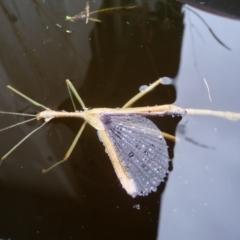 Acrophylla titan (Titan Stick Insect) at Charleys Forest, NSW - 11 Feb 2018 by arjay