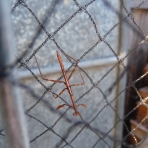 Mantidae (family) adult or nymph at Charleys Forest, NSW - suppressed