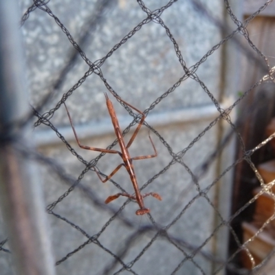 Archimantis sp. (genus) at Charleys Forest, NSW - 17 Apr 2011 by arjay