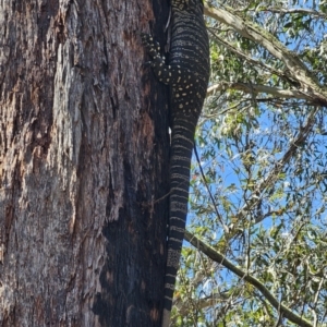 Varanus varius at Monga, NSW - 29 Sep 2023