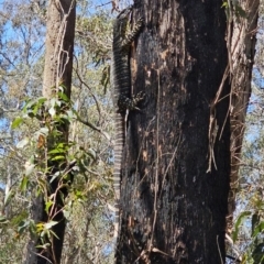 Varanus varius at Monga, NSW - 29 Sep 2023