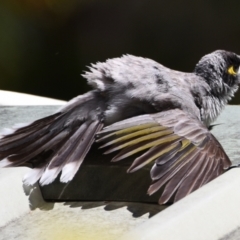 Manorina melanocephala (Noisy Miner) at Sheldon, QLD - 27 Sep 2023 by PJH123