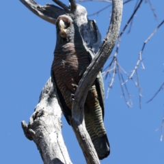 Callocephalon fimbriatum (Gang-gang Cockatoo) at Majura, ACT - 28 Sep 2023 by jb2602