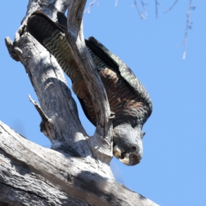 Callocephalon fimbriatum at Majura, ACT - suppressed