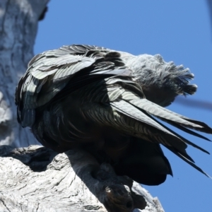 Callocephalon fimbriatum at Majura, ACT - suppressed