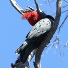 Callocephalon fimbriatum (Gang-gang Cockatoo) at Mount Ainslie - 28 Sep 2023 by jb2602