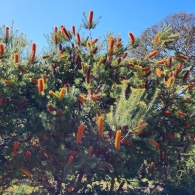 Banksia ericifolia (Heath Banksia) at Farrer, ACT - 29 Sep 2023 by Steve818