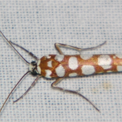 Atteva niphocosma (An Ermine moth) at Sheldon, QLD - 17 Aug 2007 by PJH123