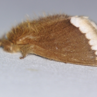 Euproctis baliolalis (Browntail Gum Moth) at Sheldon, QLD - 17 Aug 2007 by PJH123