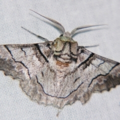 Hypobapta diffundens (Diffundens Grey) at Sheldon, QLD - 17 Aug 2007 by PJH123