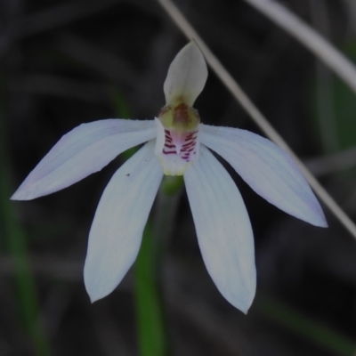 Caladenia carnea (Pink Fingers) at Paddys River, ACT - 29 Sep 2023 by JohnBundock