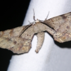 Parepisparis excusata (Marbled Twisted Moth) at Sheldon, QLD - 18 Aug 2007 by PJH123