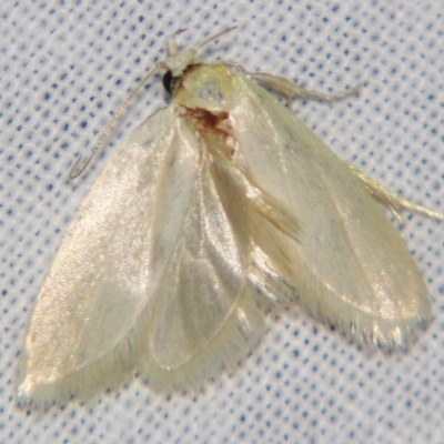 Xyloryctidae (family) at Sheldon, QLD - 17 Aug 2007 by PJH123