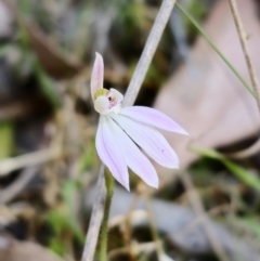 Caladenia carnea (Pink Fingers) at Monga, NSW - 29 Sep 2023 by Csteele4