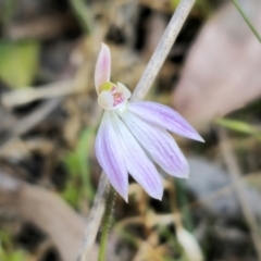 Caladenia carnea at Monga, NSW - suppressed