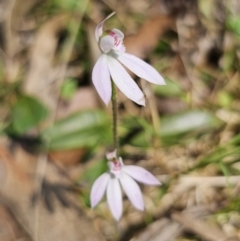 Caladenia carnea (Pink Fingers) at Monga, NSW - 29 Sep 2023 by Csteele4