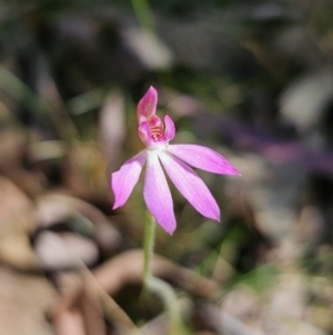 Caladenia carnea at Monga, NSW - 29 Sep 2023