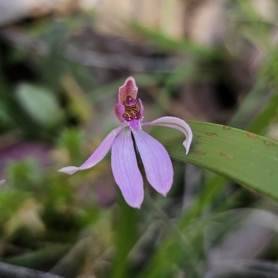 Caladenia sp. (A Caladenia) at Monga National Park - 29 Sep 2023 by Csteele4