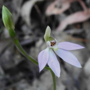 Caladenia carnea at Paddys River, ACT - suppressed