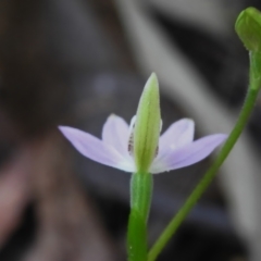 Caladenia carnea at Paddys River, ACT - suppressed