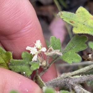 Xanthosia pilosa at Wog Wog, NSW - 28 Sep 2023