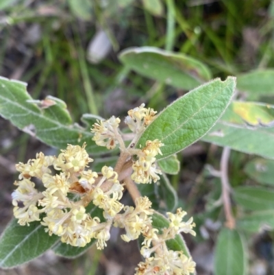 Pomaderris sp. at Wog Wog, NSW - 27 Sep 2023 by Ned_Johnston